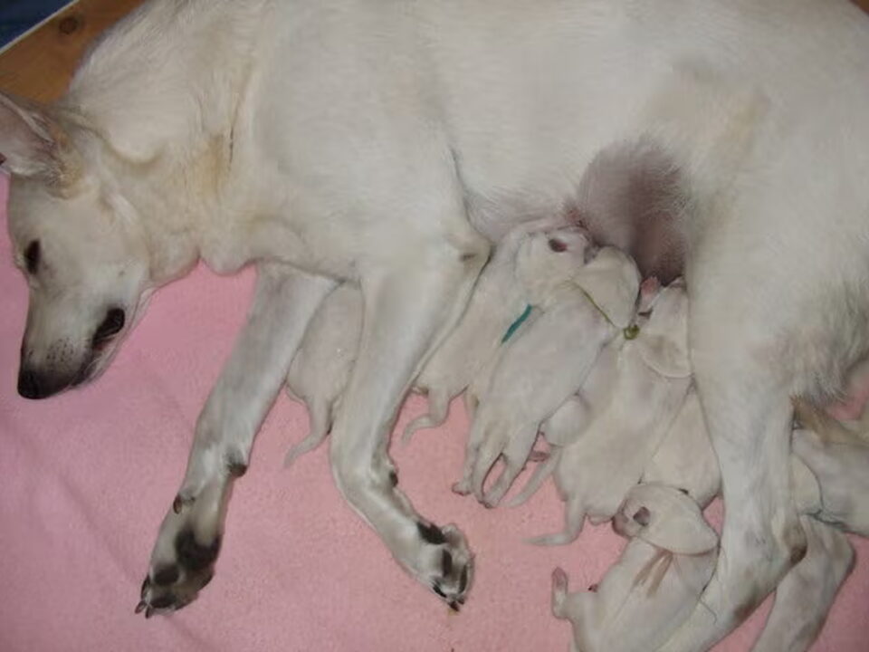 Pups van of the white miracle