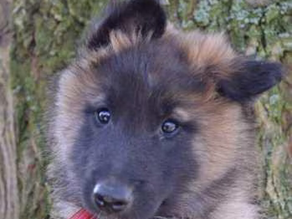 Pups van van de Pillendijk
