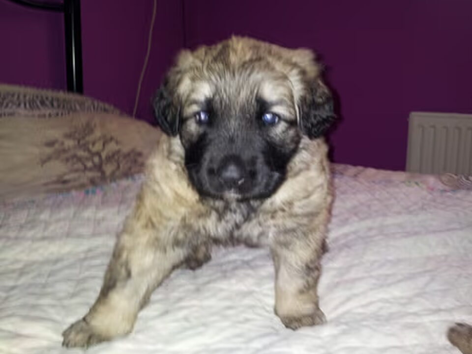 Pups van Santos