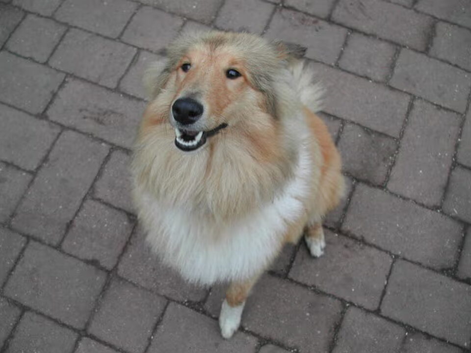 Foto van Schotse-collie
