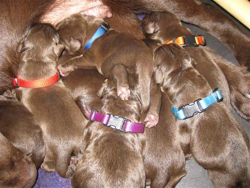 Pups van Van 't Greeshof