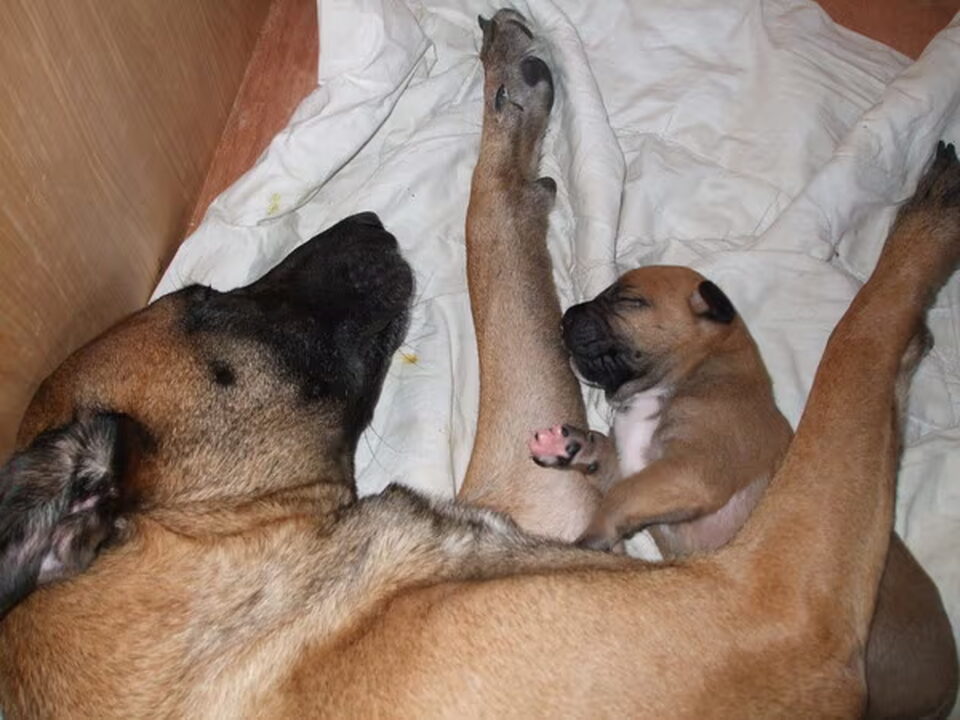 Pups van van Vulpen