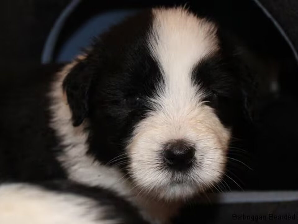 Pups van Balbriggan