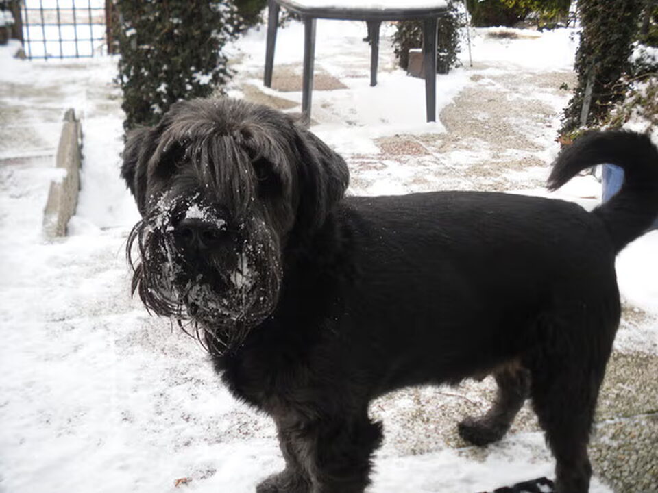 Middenslag Schnauzer, zwart