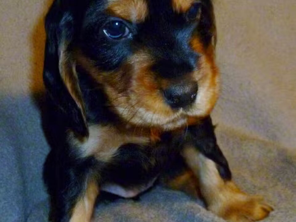 Pups van Woef