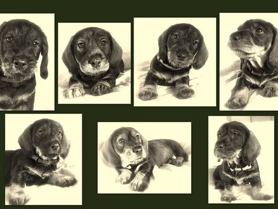 Pups van Walborgh