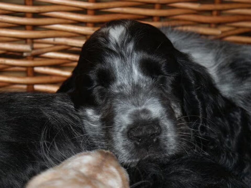 Pups van Vesper