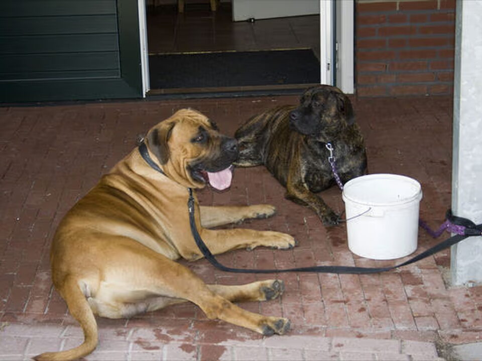 Foto van passieboerboele
