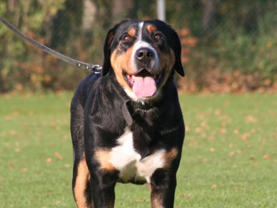 Pups van P.M. van Til