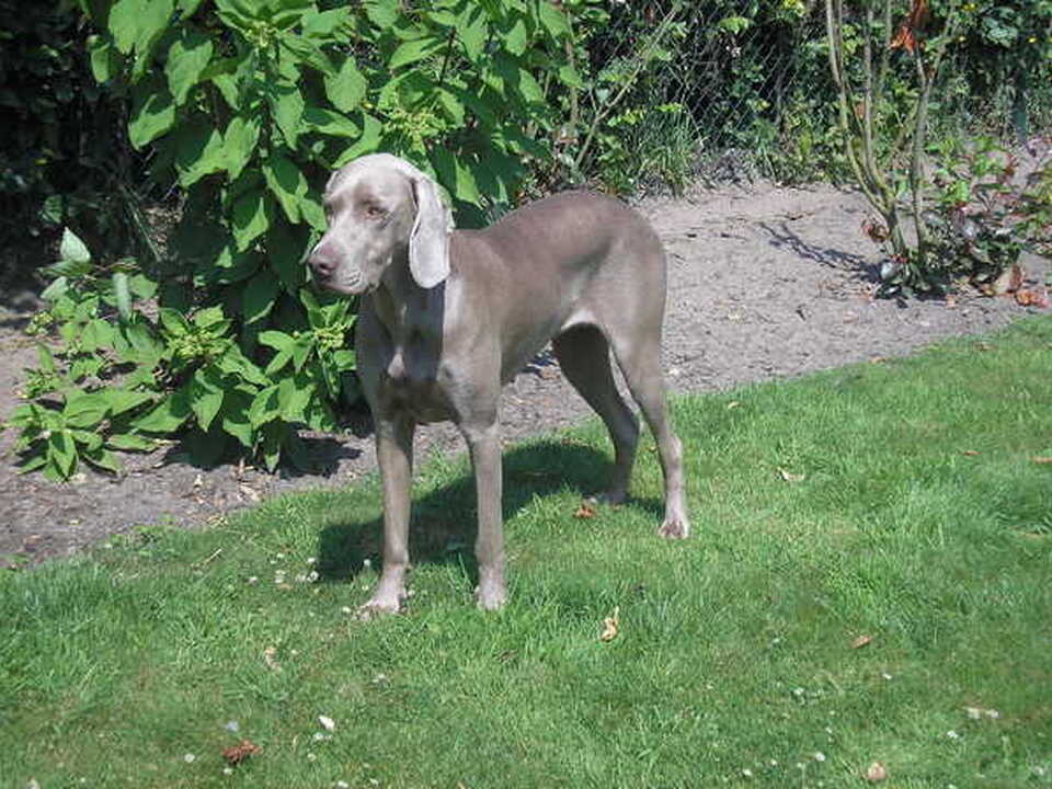 Pups van Theo en Ilona Beeker