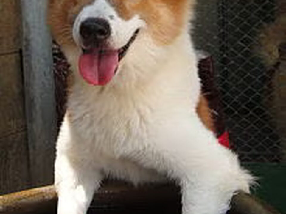 Thai Bankaew Dog