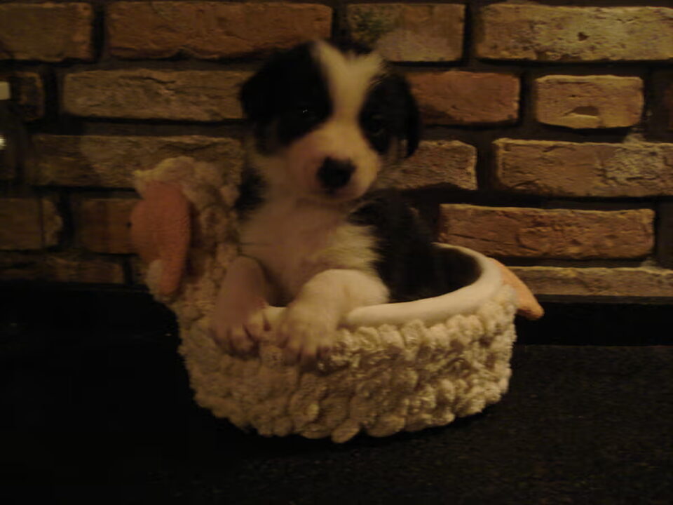 Pups van Bugeiliwch (van schaapskudde ovis & eco Mill)