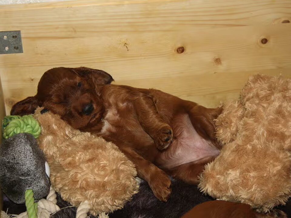 Pups van Marlland Irish Setters