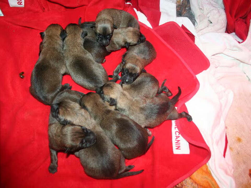 Pups van van de Baelkenshoek