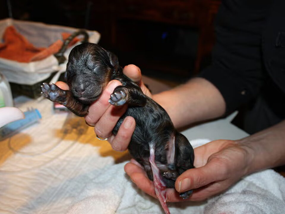 Pups van Emergé de l'Amour