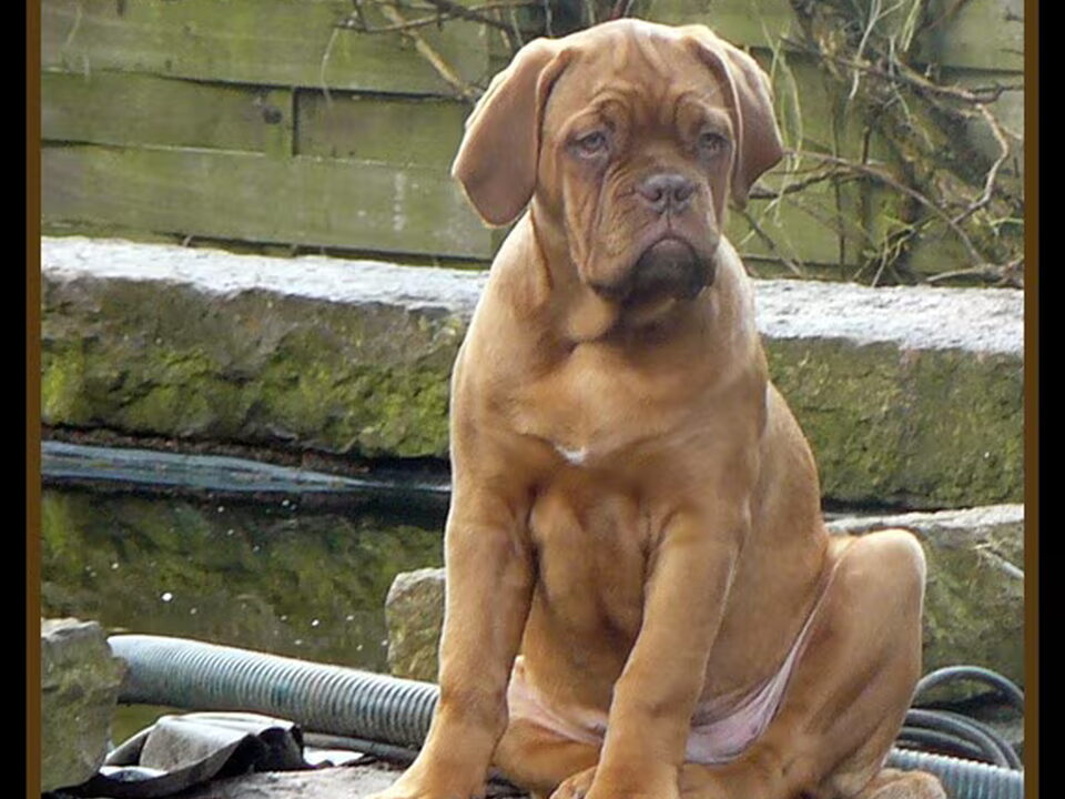 Pups van Vandebounderstreek