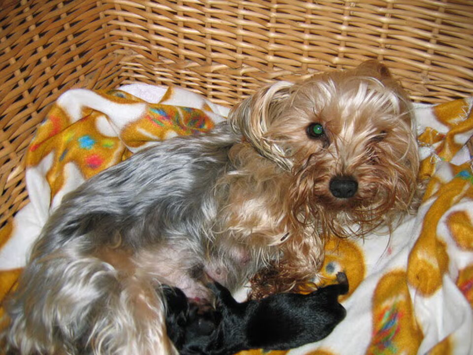 Pups van david Hof