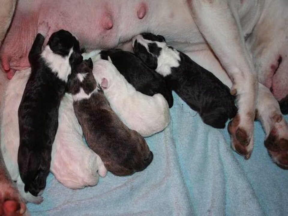 Pups van Snowfevers