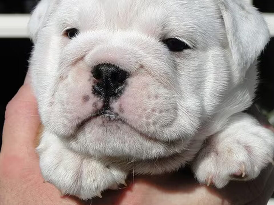 Pups van van Numado