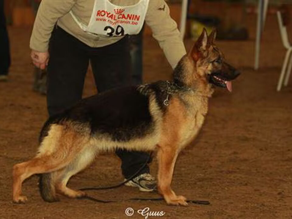 Pups van Calistohof