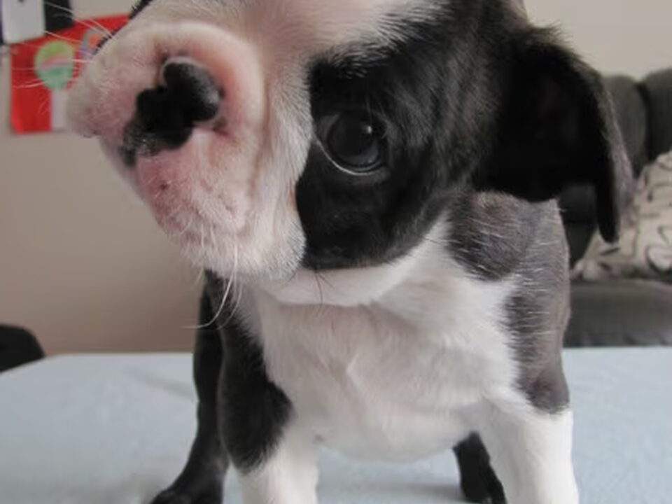 Pups van Van renischa's stern