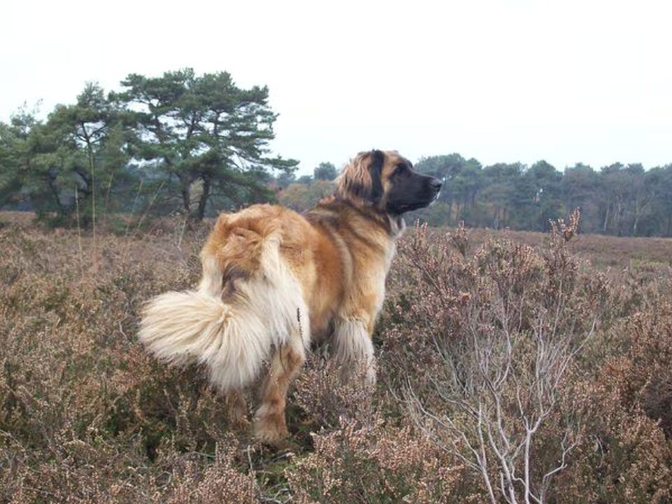 Foto van Si Lleodie