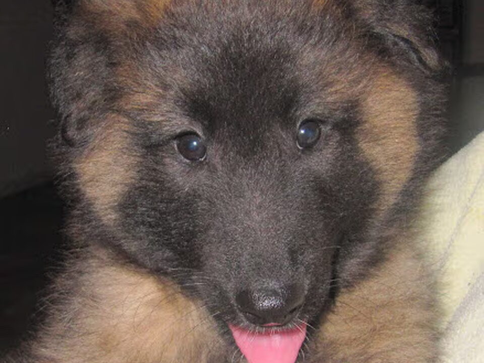 Pups van van de Ollandse Werf