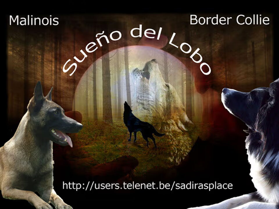 Pups van Sueño del Lobo (Pups verwacht rond 10 april 2012)
