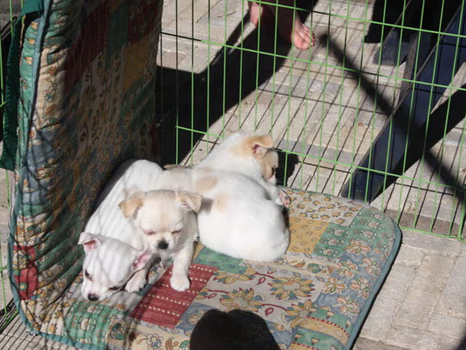 Pups van Anna