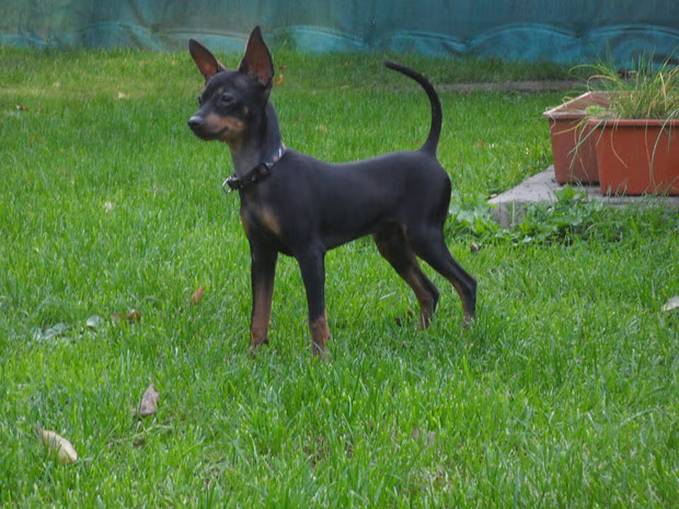 Pups van José