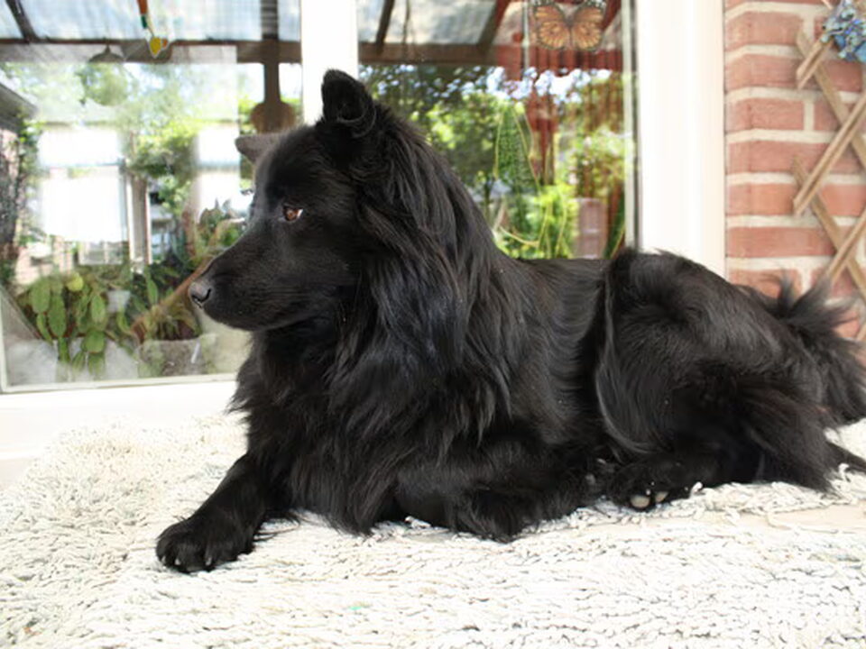 Zweedse Lappenhond
