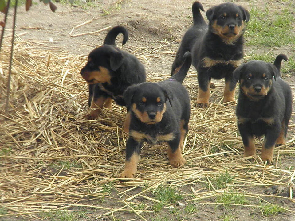 Pups van Kennel "de Beauty Dog"