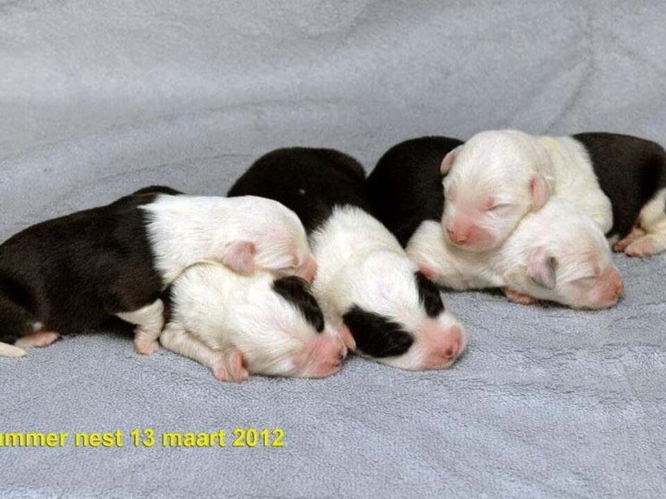 Pups van Law of Love