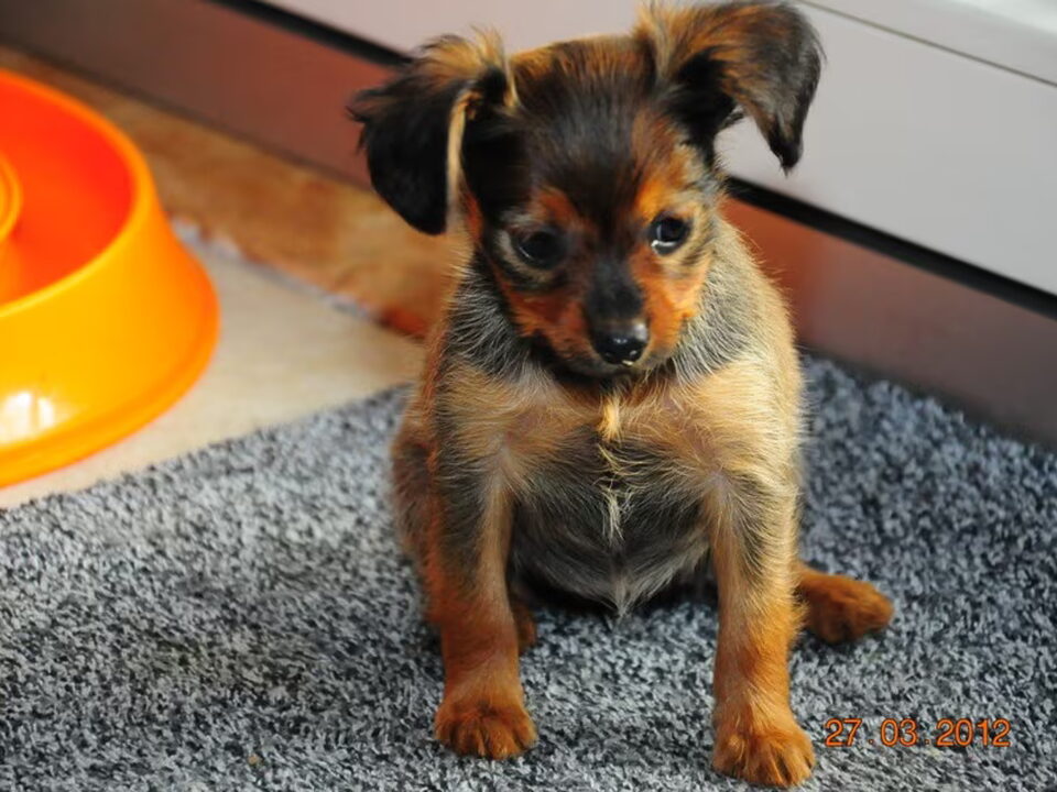 Pups van Russian Beauty