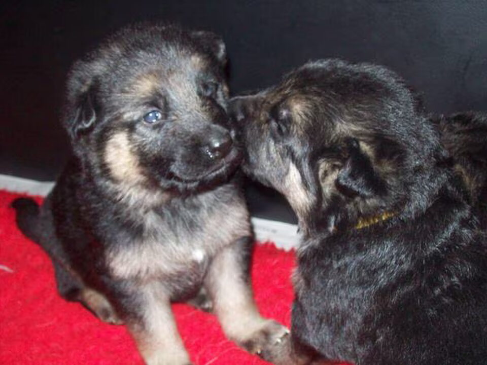 Pups van Rhea Hasselaar