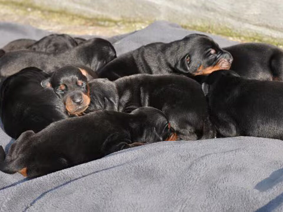 Pups van Van't Genebos