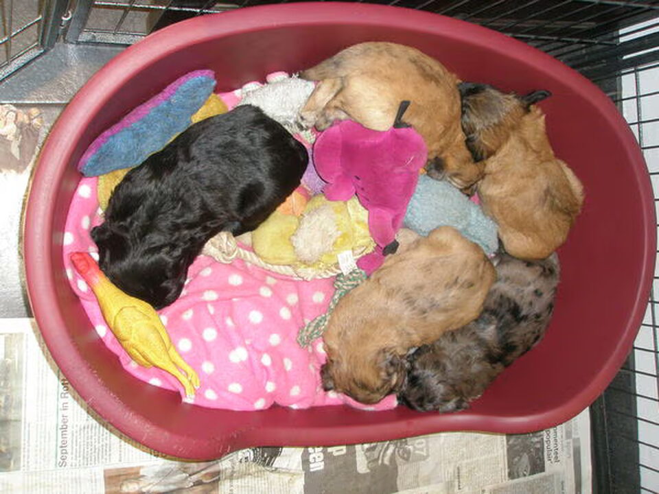 Pups van Début de Rêve