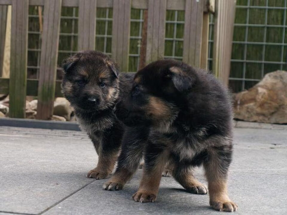 Pups van Van Meisels Stee
