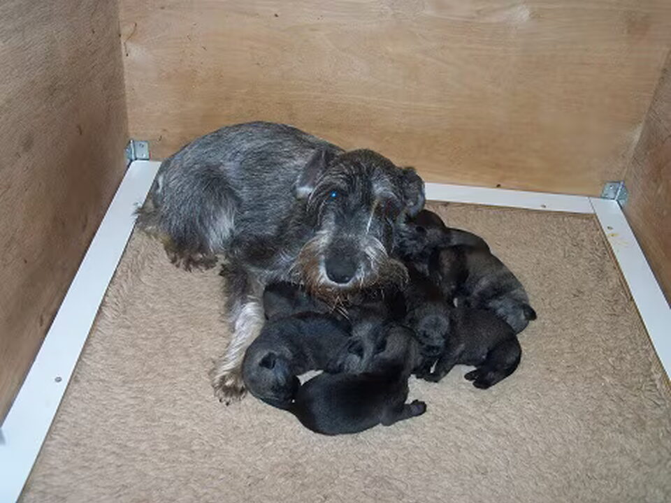 Pups van schnauzerkennel v.d. Oldert