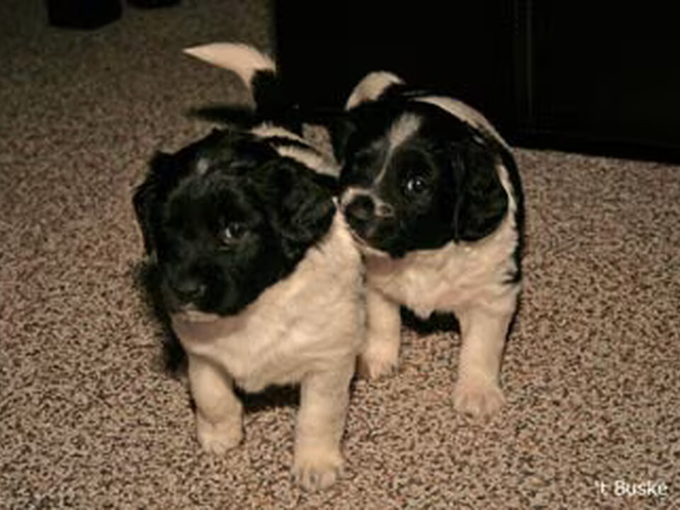 Pups van Van 't Buske