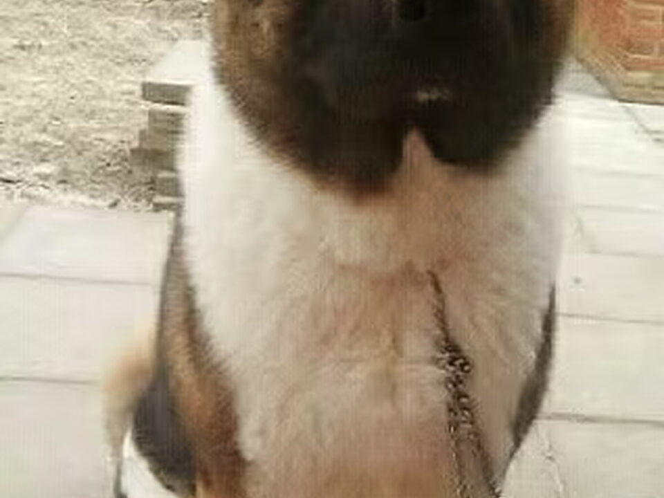 American Akita