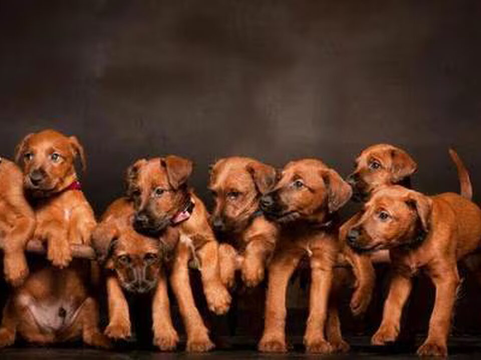 Pups van MADE FOR FRIENDS