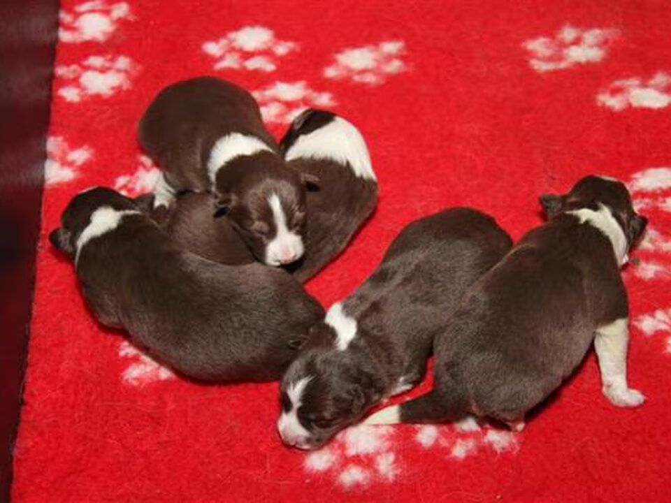 Pups van From Aislinn Valley