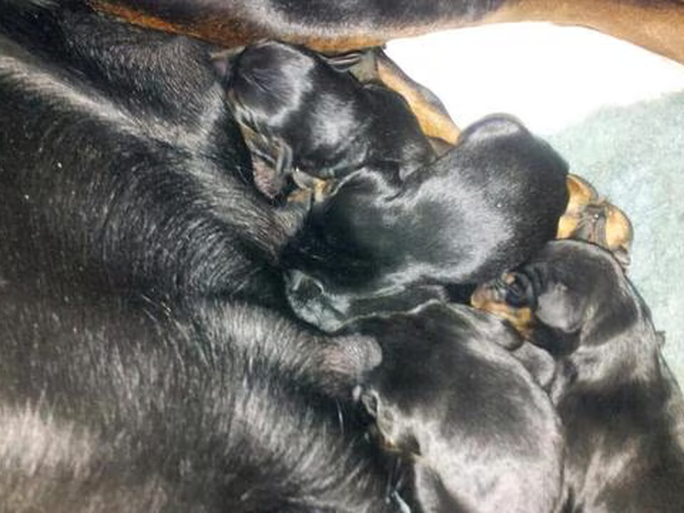 Pups van Van het Doberforest