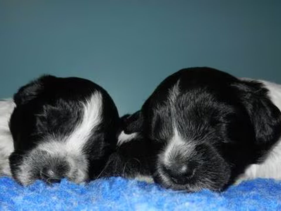 Pups van De la Vallée du Doux