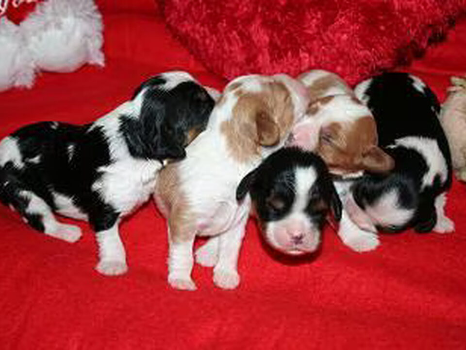 Pups van Of LyLa's Dream
