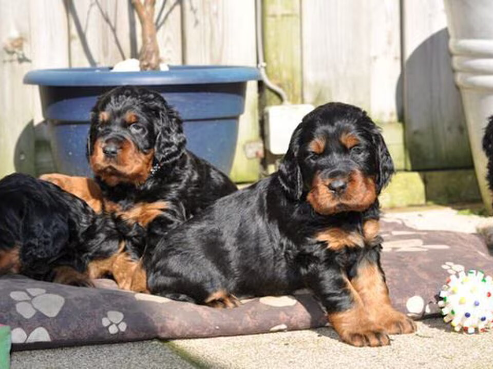 Pups van From the Noble Friends