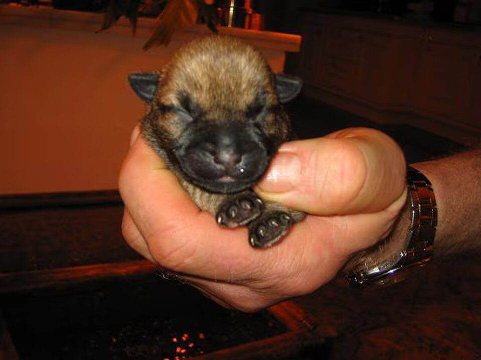 Pups van van luttelhof