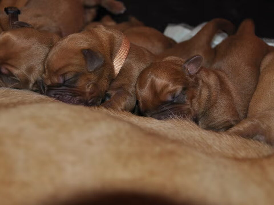 Pups van la Residence d'Été