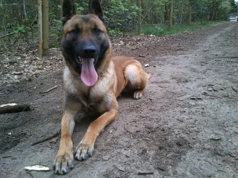 Pups van Van't Kempenhuis